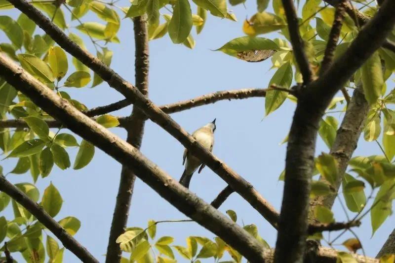 “各位听众下午好，欢迎收听FM105.90”